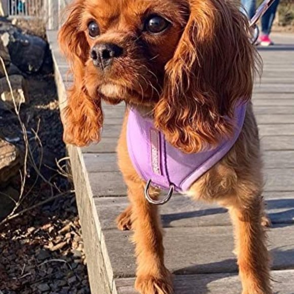 PETsRUS Premium No Pull Dog Harness 2 Leash Clips Purple Lavender Neoprene - Picture 7 of 9